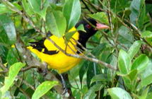 Kalametiya Bird Sanctuary 003